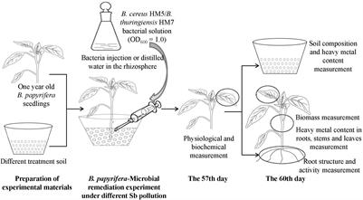 Integrating Broussonetia papyrifera and Two Bacillus Species to Repair Soil Antimony Pollutions